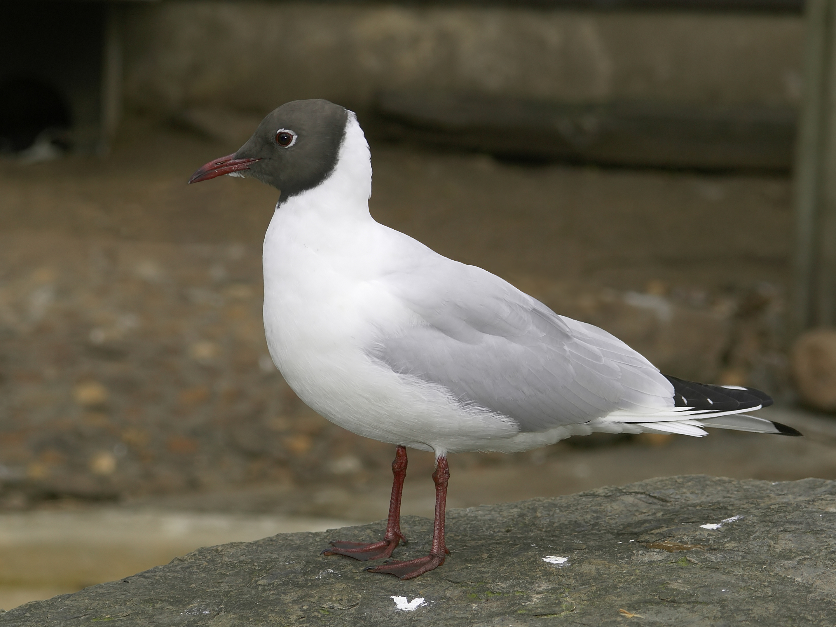 Black-headed gull (*Chroicocephalus ridibundus*). Photo: Hans Hillewaert (https://creativecommons.org/licenses/by-sa/4.0/)