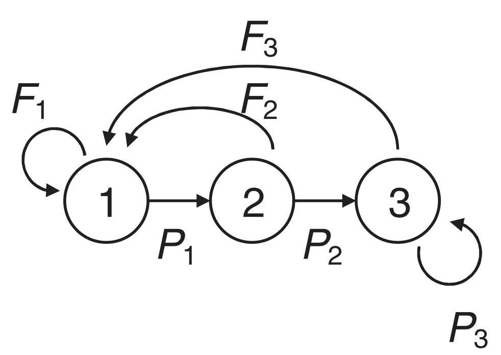 Life cycle graph for the wild boar (*Sus scrofa*), fig 1 from @Bieber1.