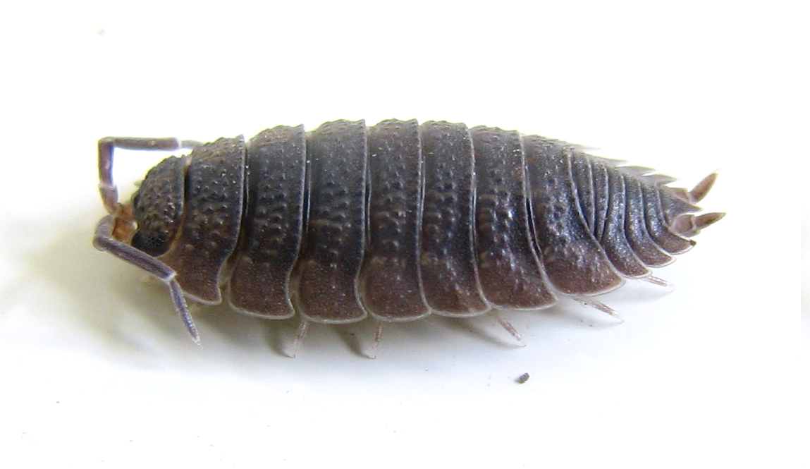 Common woodlouse (*Porcellio scaber*).