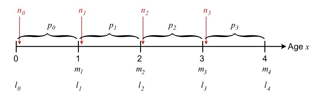 Overview of the timing of different events of survival and reproduction within each time step, for a post-reproductive census.