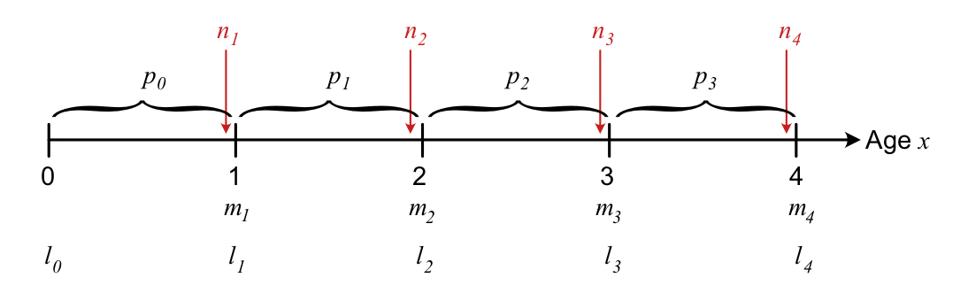 Overview of the timing of different events of survival and reproduction within each time step, for a pre-reproductive census.