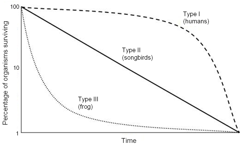 Three main types of survivorship curves (note the log scale on y-axis). Credit: Rayhusthwaite at English Wikipedia / CC-BY (https://creativecommons.org/licenses/by/3.0)