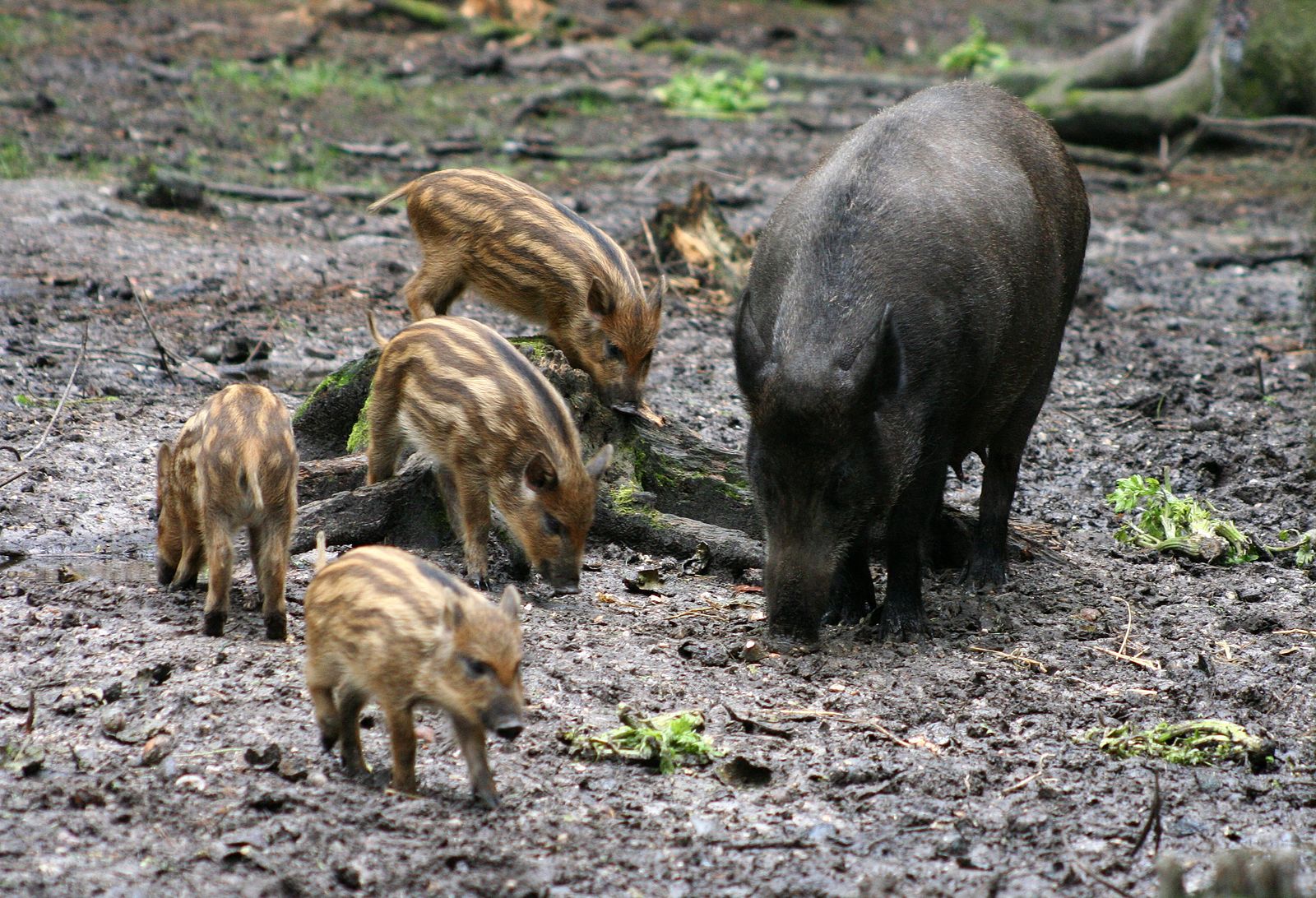 Wild boar (*Sus scrofa*). Photo: Dave Pape